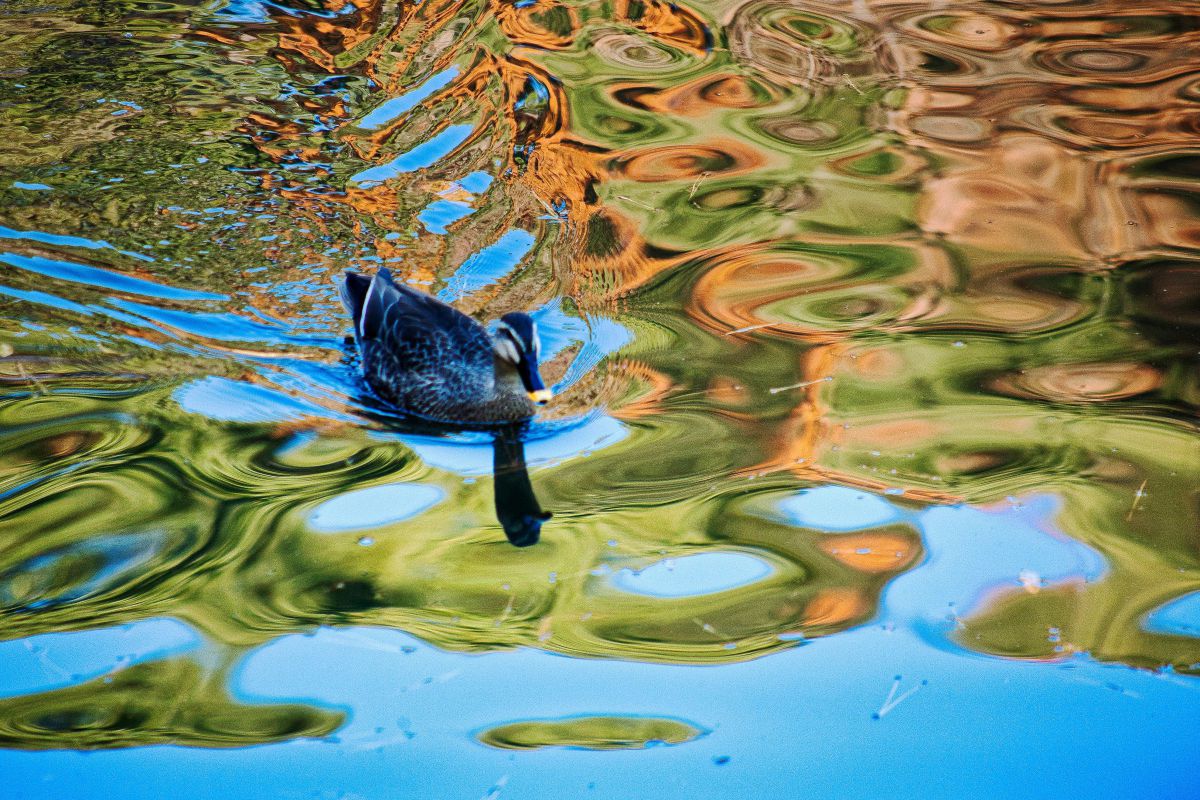 EF100-300mm F4.5-5.6 USMで撮影された写真 | 写真検索 | GANREF