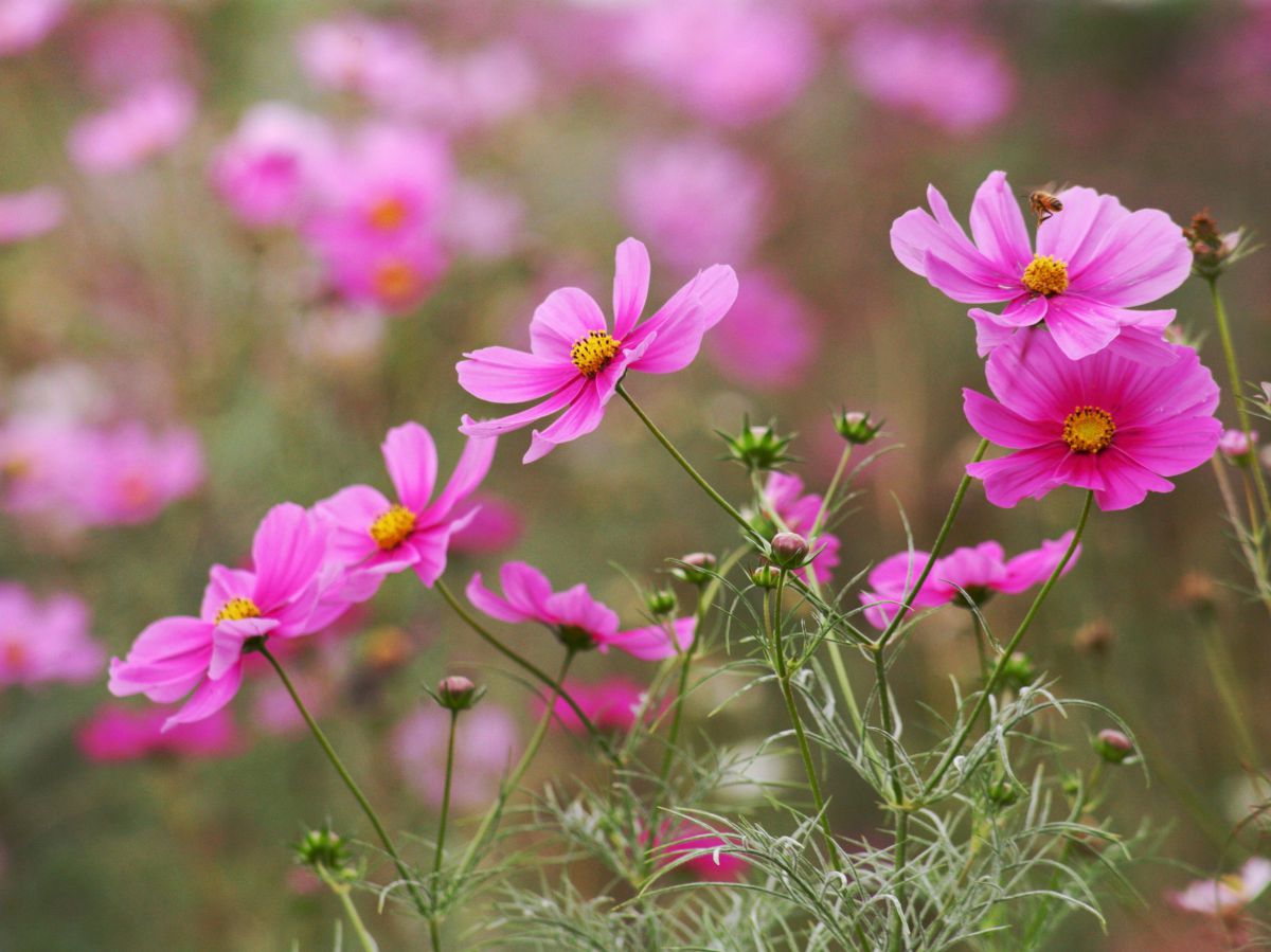 EF100-300mm F4.5-5.6 USMで撮影された写真 | 写真検索 | GANREF