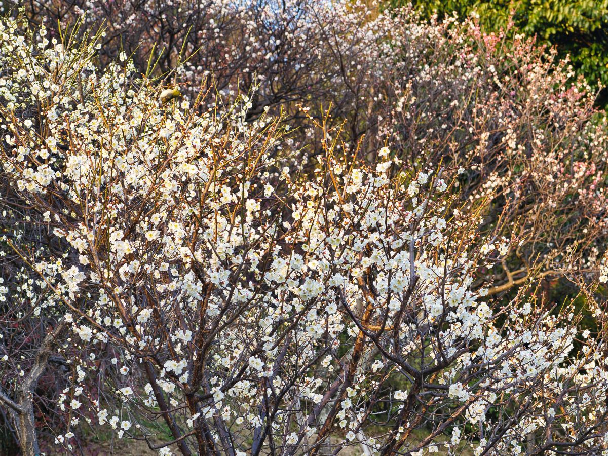 夕陽に輝く岡本梅林公園 植物 花 花びら Ganref