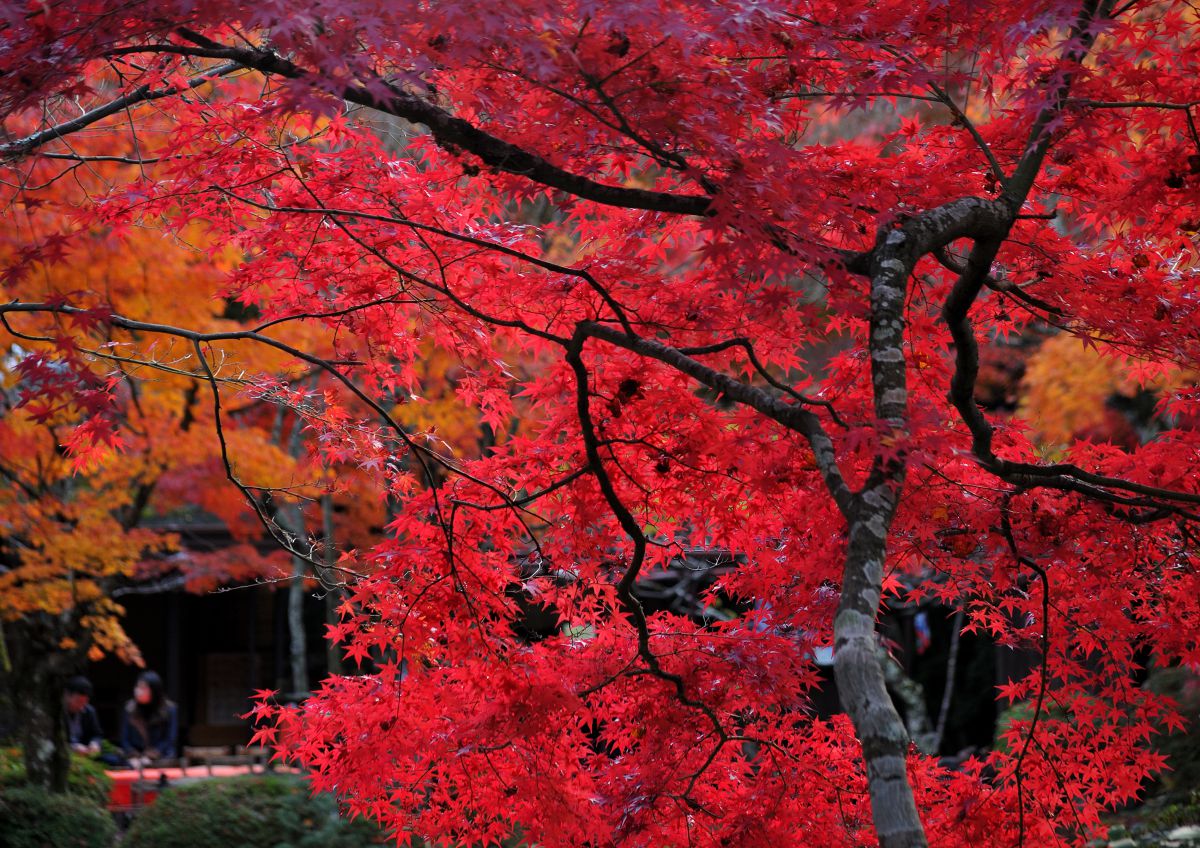Ai AF Zoom Nikkor 28-200mm F3.5-5.6D（IF）で撮影された写真 | 写真