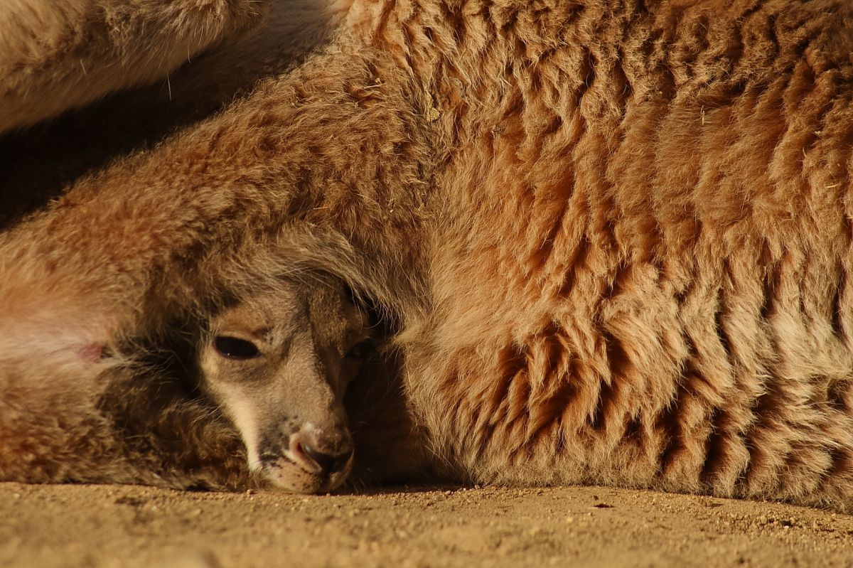 ✨柔らかい写真に✨Canon EF 100-300mm F5.6 作例有り EF100-300mm F4.5-5.6 USMで撮影された写真 | 写真検索 | GANREF