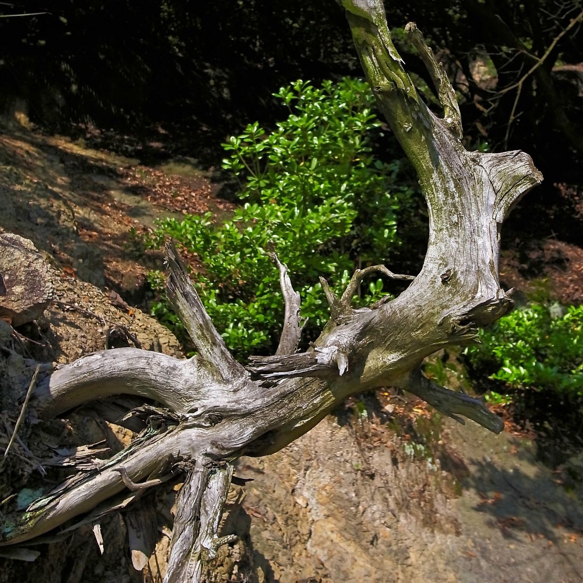 木の精霊 植物 樹木 Ganref