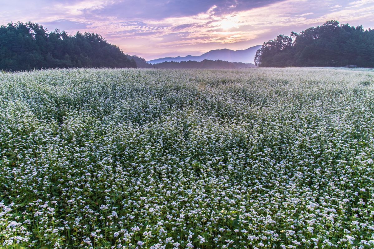 白く染める 自然 風景 その他 Ganref