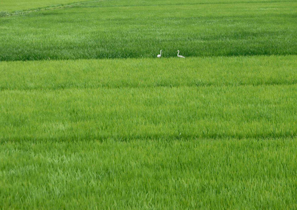 EF-S55-250mm F4-5.6 IS IIで撮影された写真 | 写真検索 | GANREF