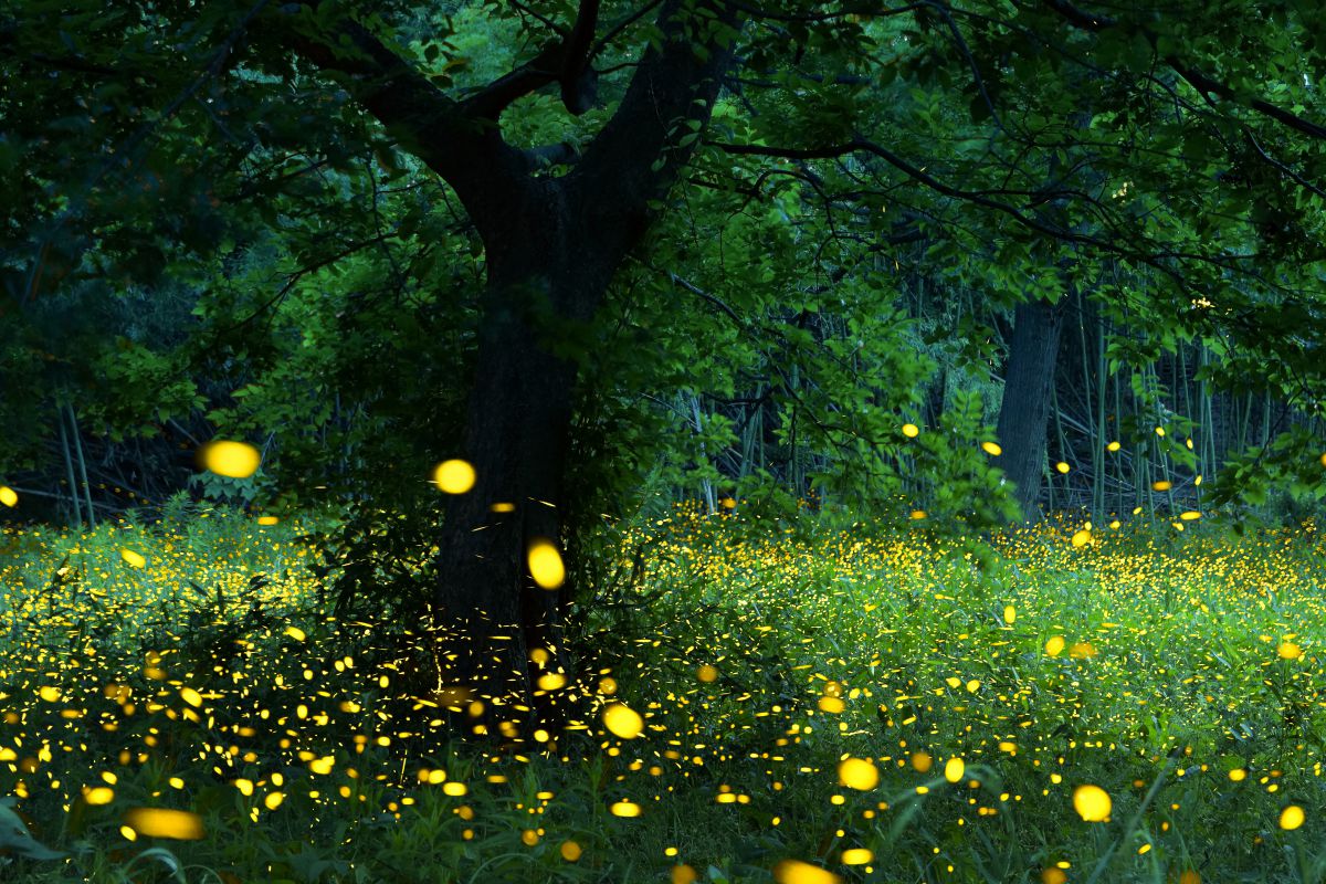 蛍の光 動物 虫 昆虫 Ganref