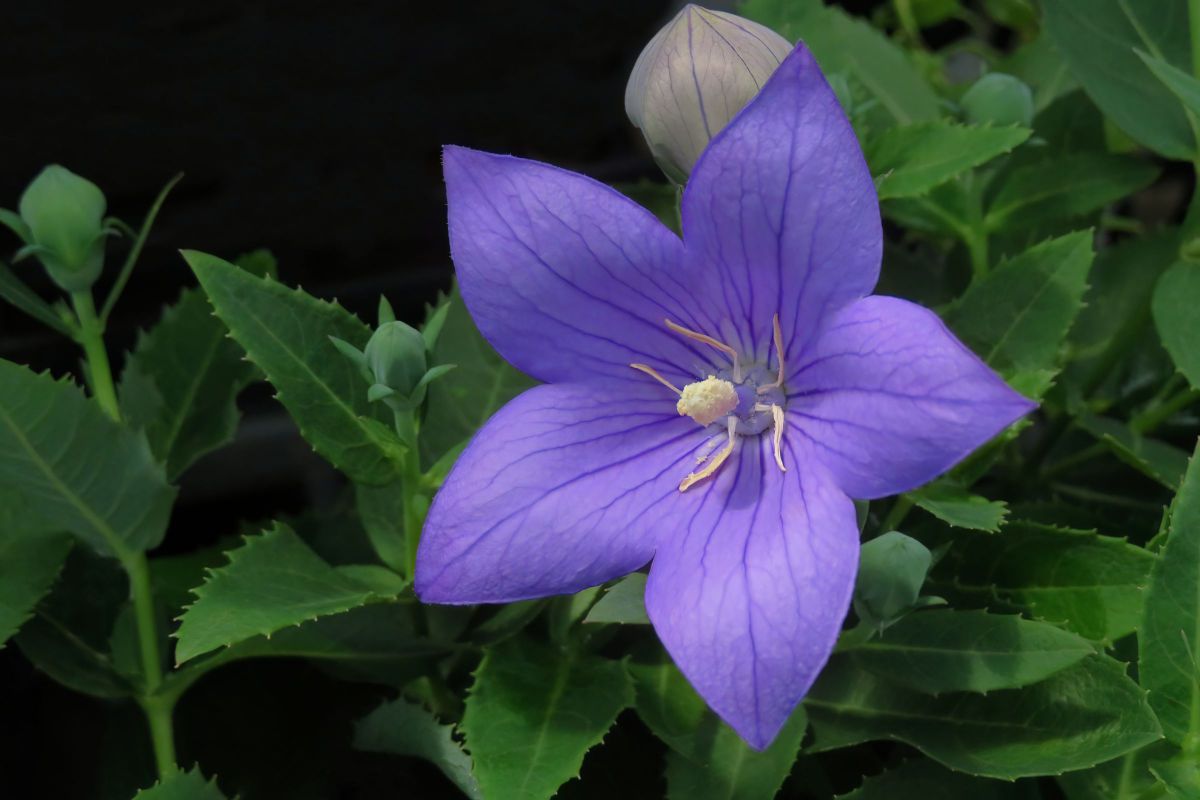 ★桔梗ページ★ MDAwMDA1NTgwMg_MC42ODcxNzMwMCA