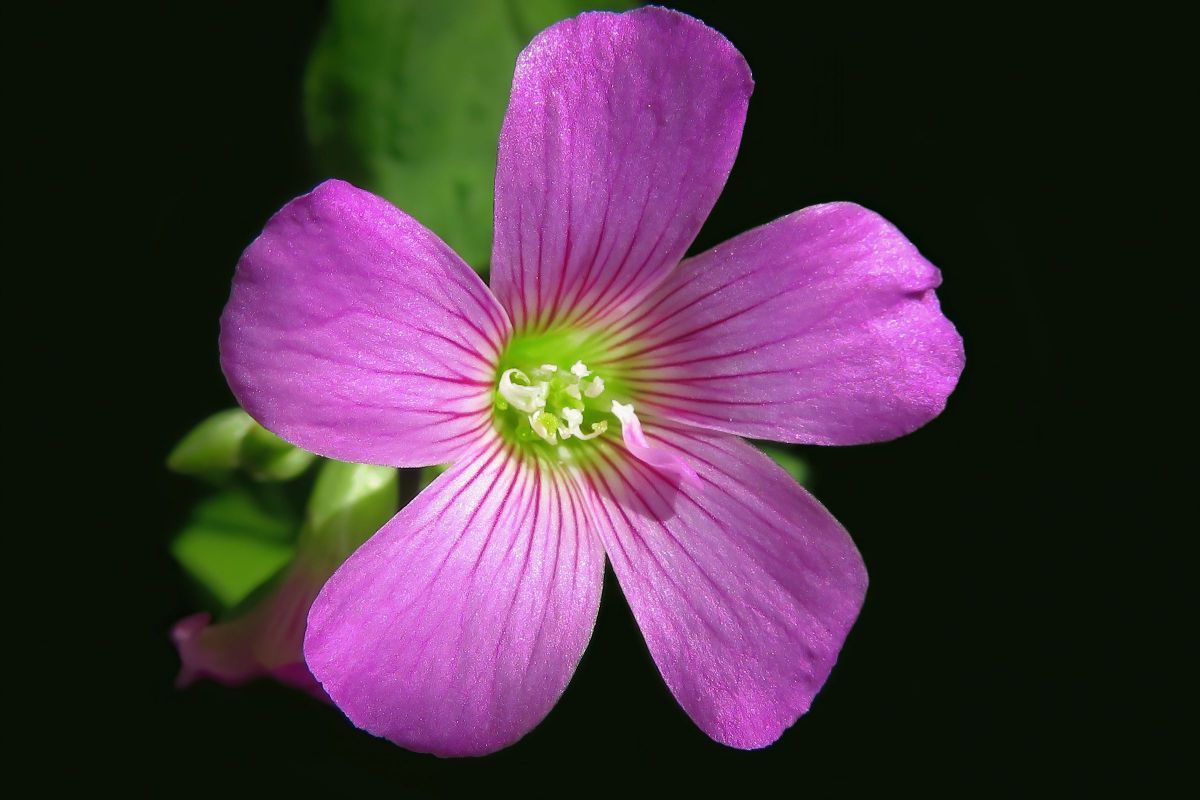 輝く心 花言葉より引用 植物 花 花びら Ganref