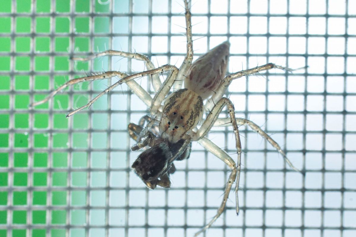 捕食者 動物 虫 昆虫 Ganref