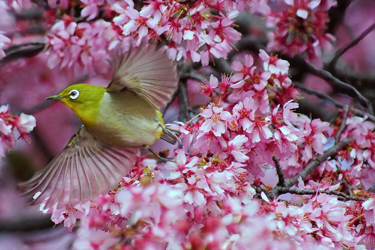 AF APO TELE ZOOM 100-400mm F4.5-6.7で撮影された写真 | 写真検索