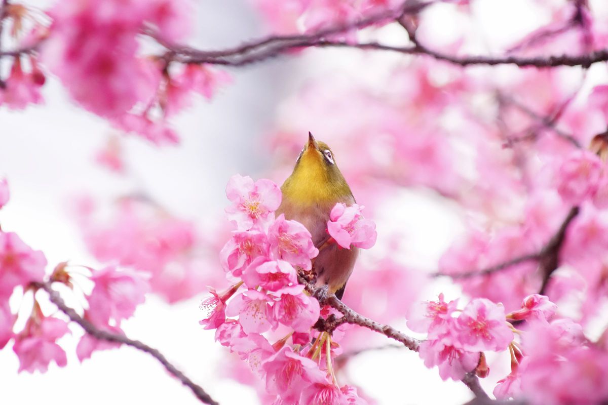 AF APO TELE ZOOM 100-400mm F4.5-6.7で撮影された写真 | 写真検索