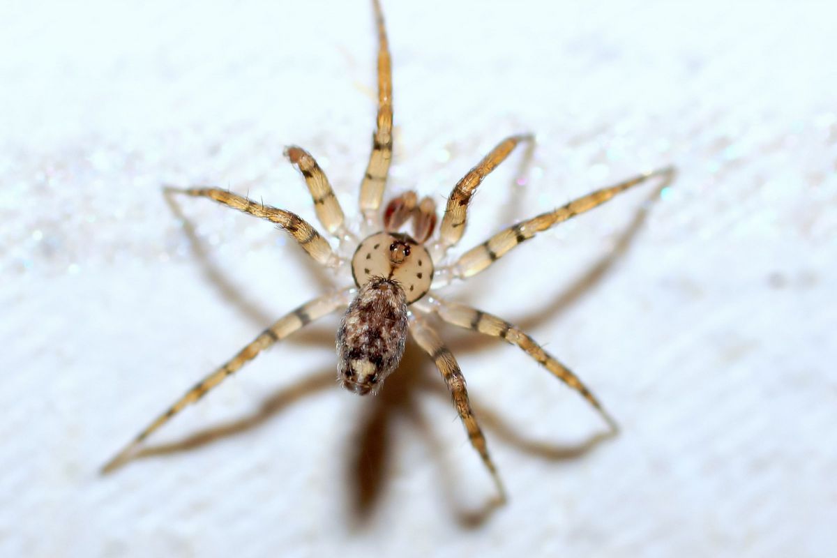 ～チリグモ～ GANREF