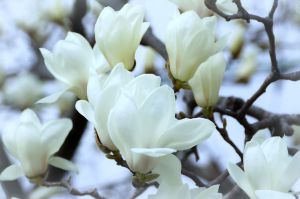 MDAwMDA1NTgwMg_MC45OTIyODQwMCA