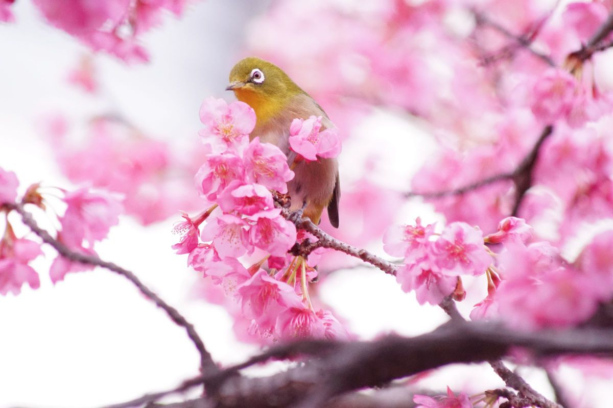 AF APO TELE ZOOM 100-400mm F4.5-6.7で撮影された写真 | 写真検索