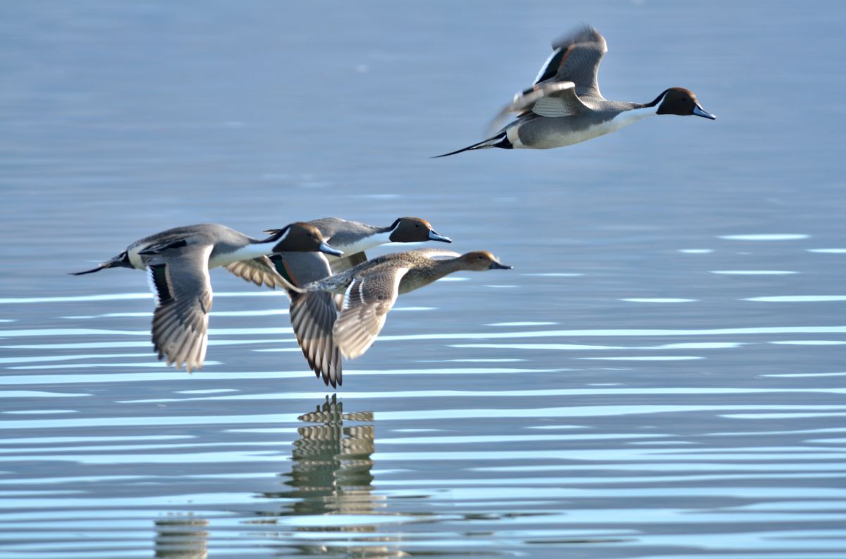 水面スレスレ飛行 動物 鳥類 Ganref