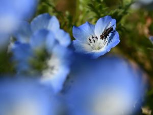 ツツジの蜜を吸うビロードツリアブ 動物 虫 昆虫 Ganref
