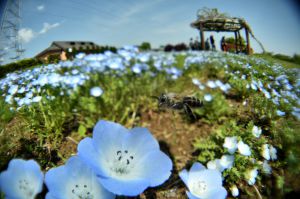 ツツジの蜜を吸うビロードツリアブ 動物 虫 昆虫 Ganref