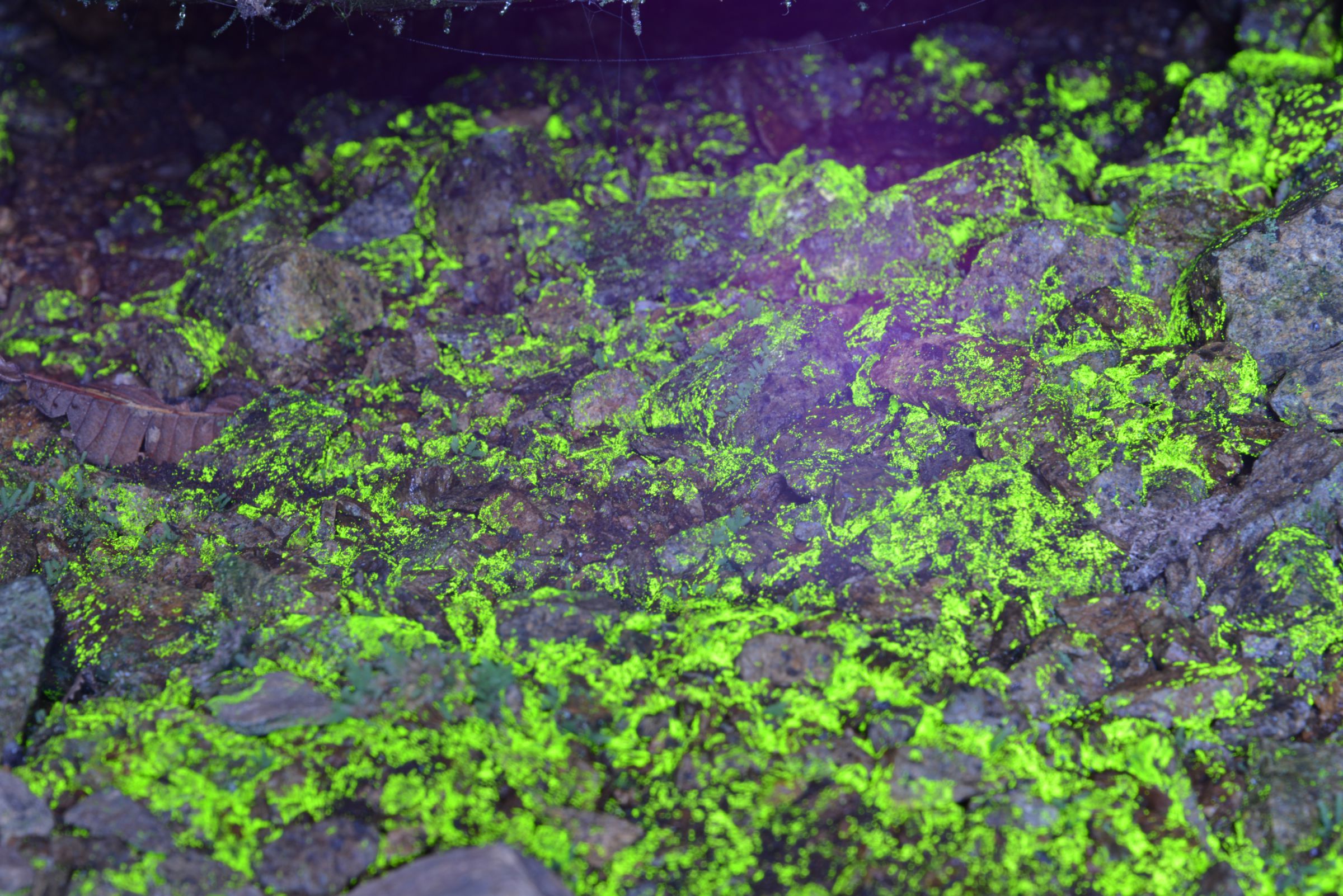 ヒカリゴケ | GANREF