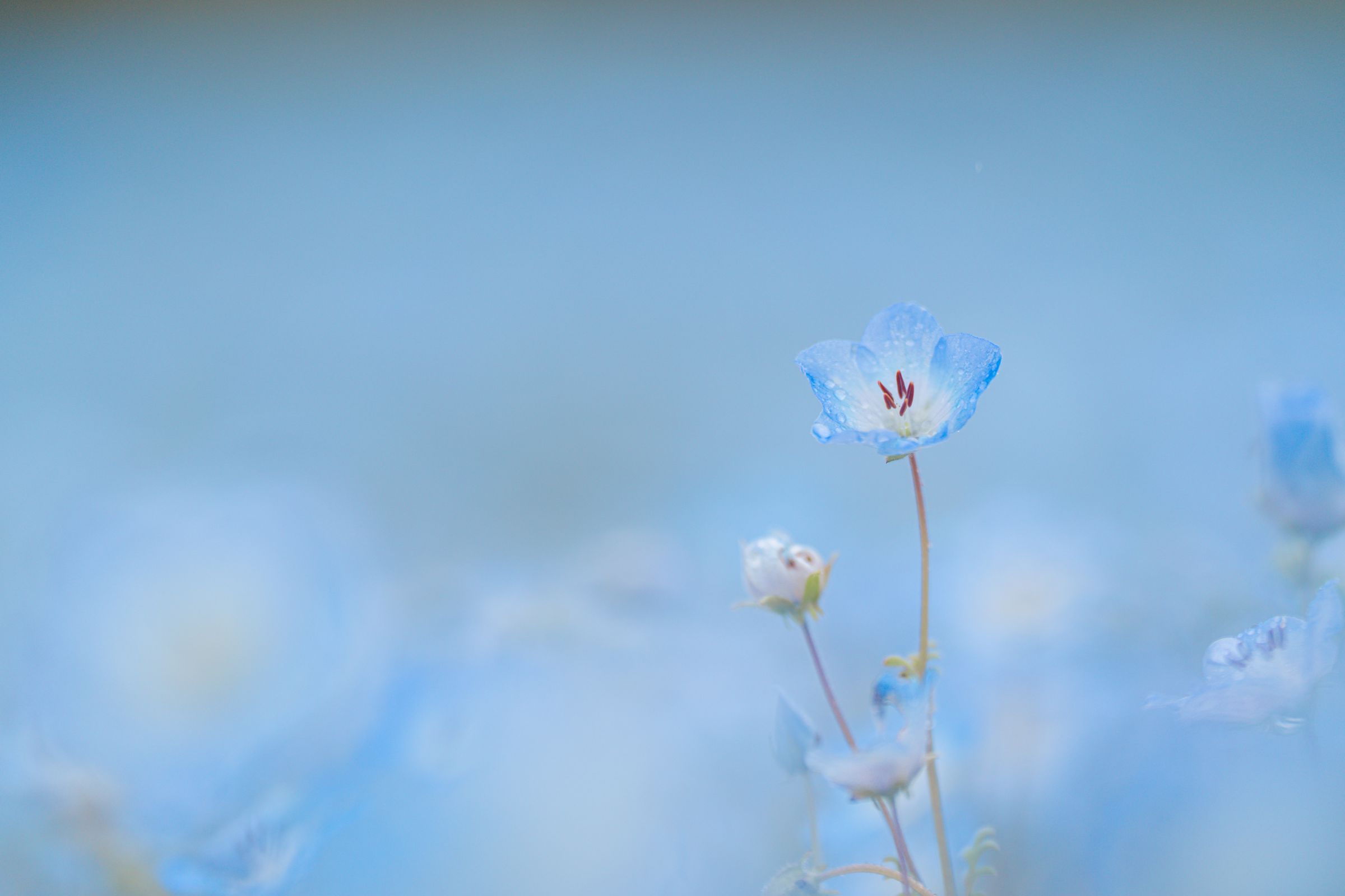 ねもふぃらページ ネモフィラ見てきた🫧🌿 ネモフィラ