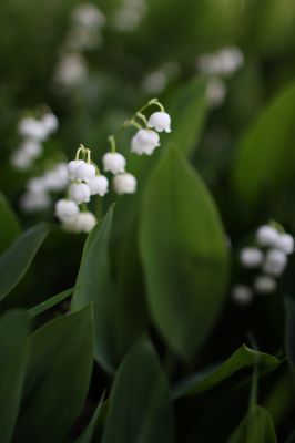 花の命は儚いもの 儚いからこそ美しい Ganref