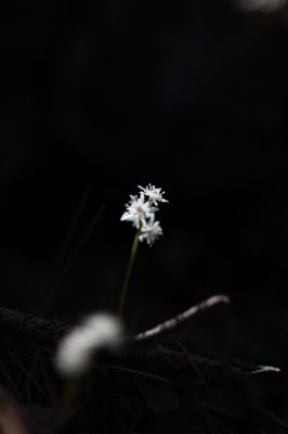 花の命は儚いもの 儚いからこそ美しい Ganref
