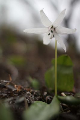 花の命は儚いもの 儚いからこそ美しい Ganref