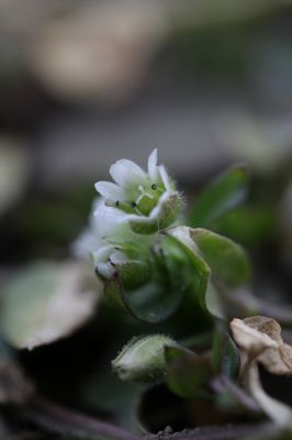 花の命は儚いもの 儚いからこそ美しい Ganref