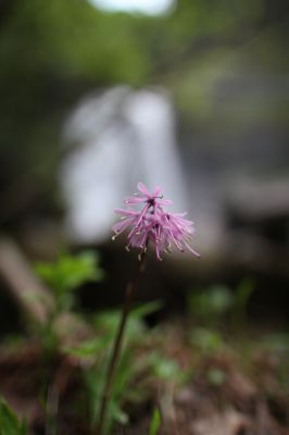 花の命は儚いもの 儚いからこそ美しい Ganref