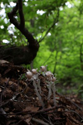 花の命は儚いもの 儚いからこそ美しい Ganref