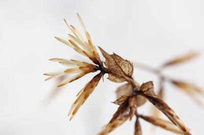 花の命は儚いもの 儚いからこそ美しい Ganref