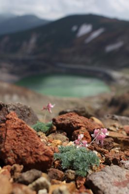 花の命は儚いもの 儚いからこそ美しい Ganref