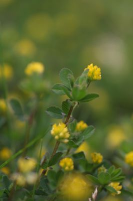 花の命は儚いもの 儚いからこそ美しい Ganref
