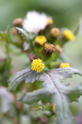 花の命は儚いもの 儚いからこそ美しい Ganref