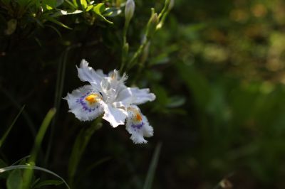 花の命は儚いもの 儚いからこそ美しい Ganref