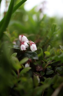 花の命は儚いもの 儚いからこそ美しい Ganref