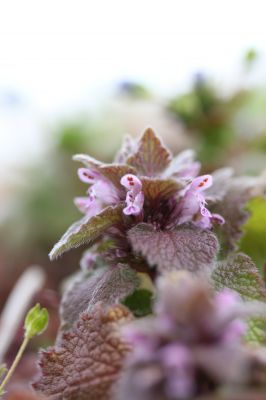 花の命は儚いもの 儚いからこそ美しい Ganref