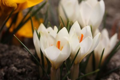 花の命は儚いもの 儚いからこそ美しい Ganref