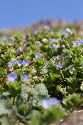 花の命は儚いもの 儚いからこそ美しい Ganref