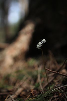 花の命は儚いもの 儚いからこそ美しい Ganref