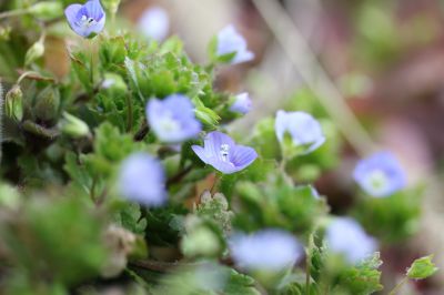花の命は儚いもの 儚いからこそ美しい Ganref