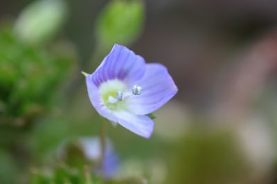 花の命は儚いもの 儚いからこそ美しい Ganref