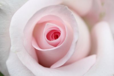 花の命は儚いもの 儚いからこそ美しい Ganref