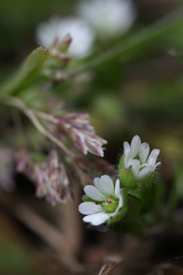 花の命は儚いもの 儚いからこそ美しい Ganref
