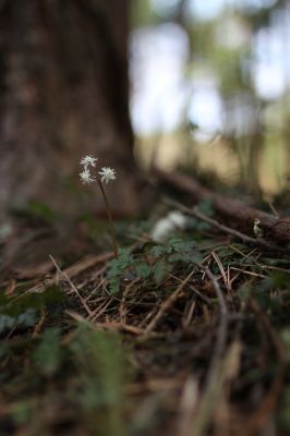 花の命は儚いもの 儚いからこそ美しい Ganref