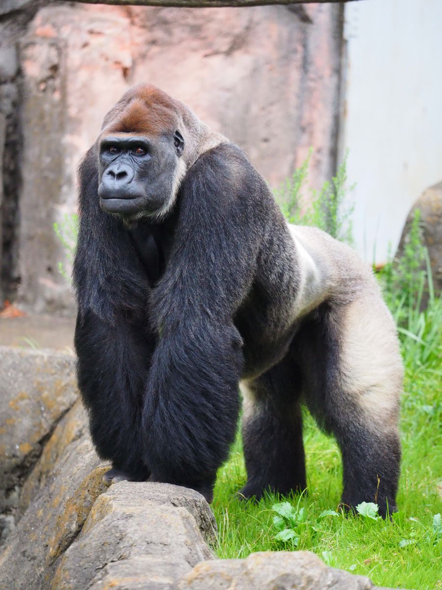 ナイスポーズ 動物 その他の陸の生物 Ganref