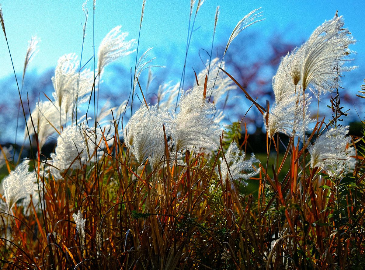 FUJIFILM X-H2Sで撮影された写真 | 写真検索 | GANREF