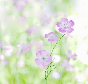 現代的な色彩に横段の草花文様が凛としたシャープさを感じさせる