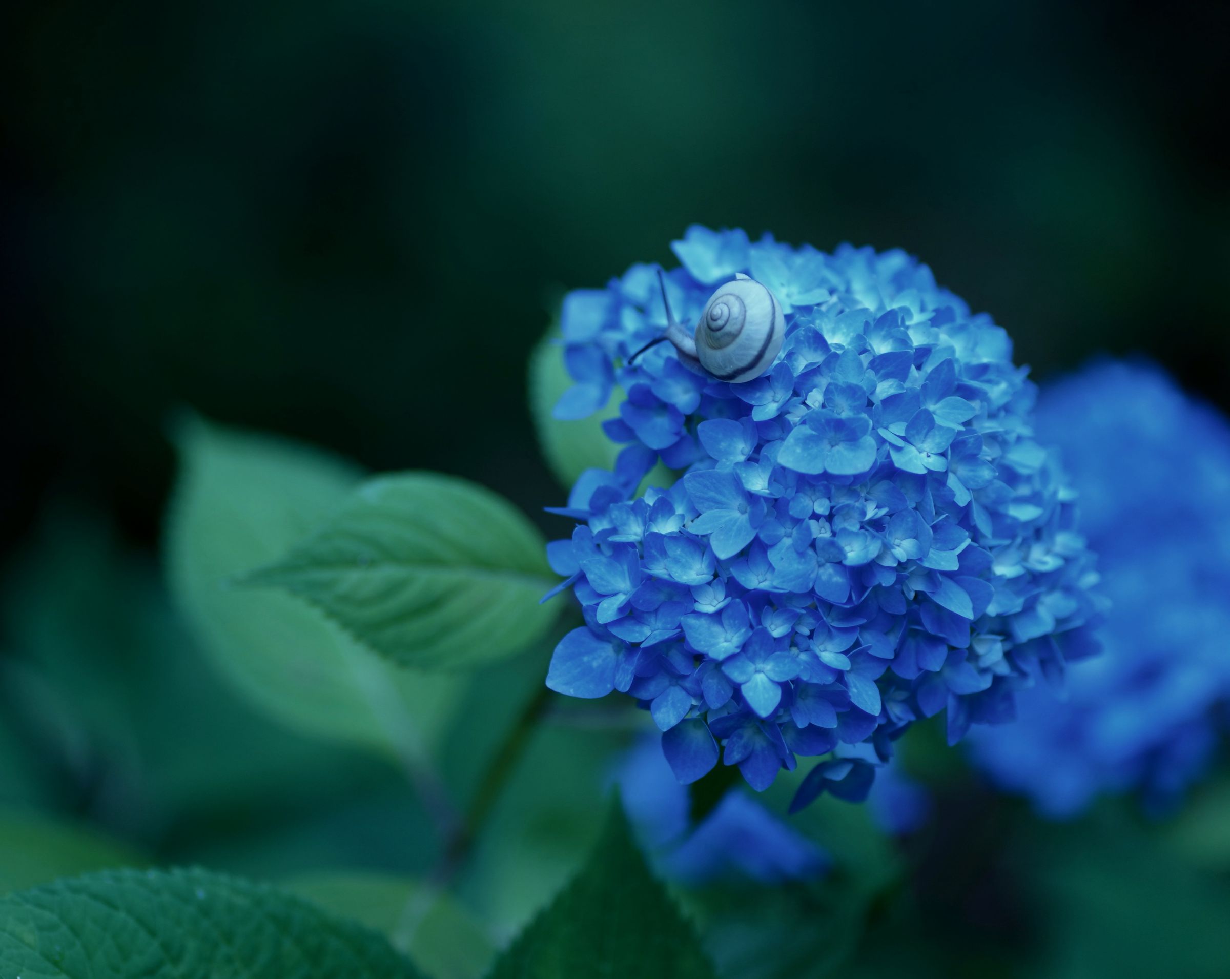 雨の日〜紫陽花の上で遊ぶカタツムリさん〜 | GANREF