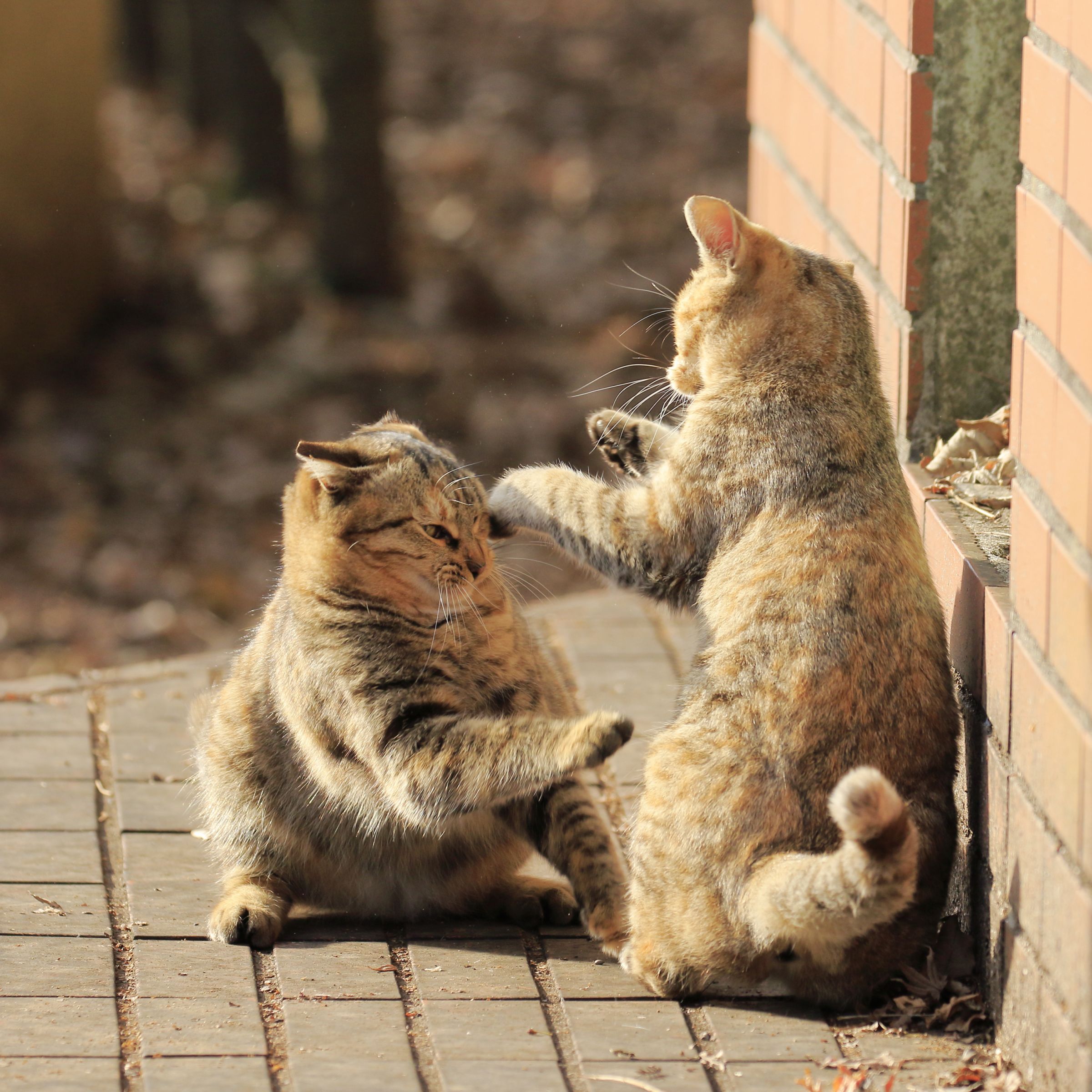 猫パンチ〜左ストレート〜 | GANREF