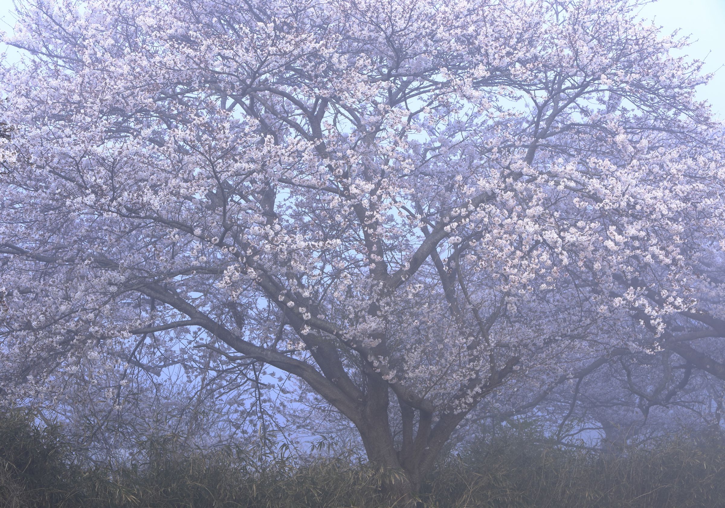 春霞の桜 | GANREF