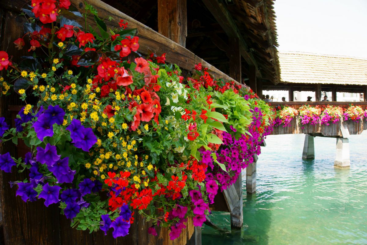 カペル橋の花飾り 植物 花 花びら Ganref